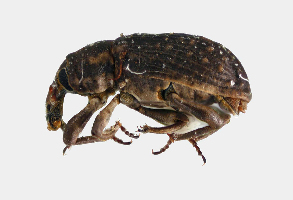 Ricewaterweeviladult  low res.jpg thumbnail